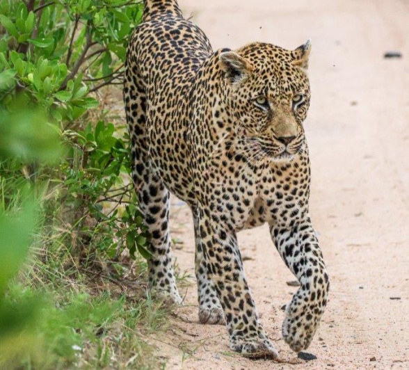 Nweti marking territory Nweti marking territory