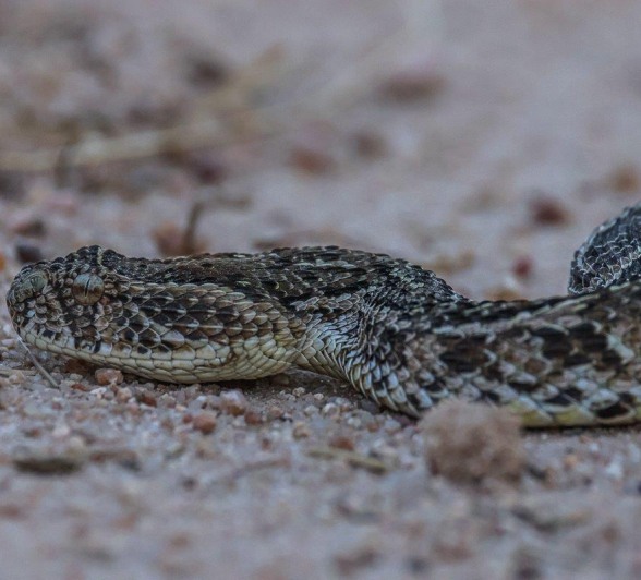 Puffadder in full camouflage on ground Puffadder in full camouflage on ground