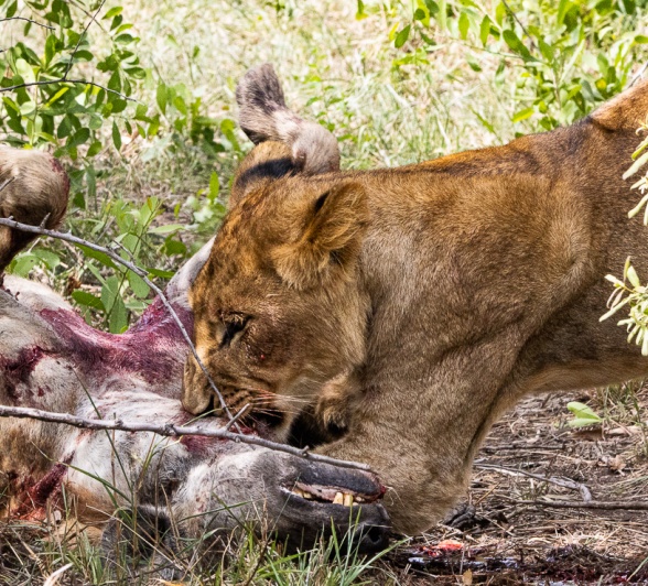 An unfortunate day for a hyena. An unfortunate day for a hyena.