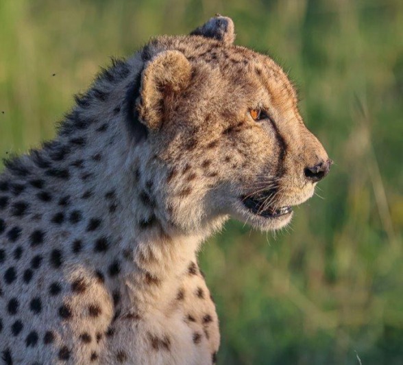 A young cheetah looks into the setting sun.  A young cheetah looks into the setting sun.