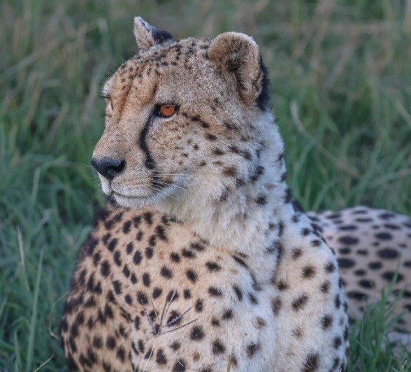 A cheetah scans its environment.  A cheetah scans its environment.