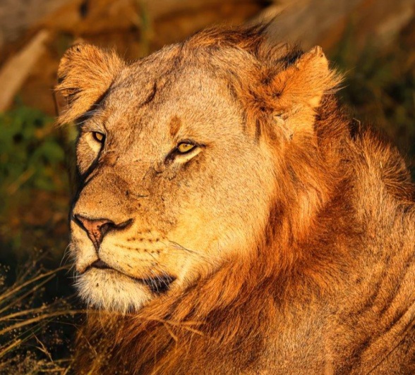 A member of the Kumbula Breakaway is lit up by the morning sunlight. A member of the Kumbula Breakaway is lit up by the morning sunlight.