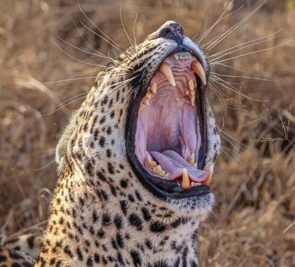 Close-up of N'weti the leopard showing his teeth. Close-up of N'weti the leopard showing his teeth.
