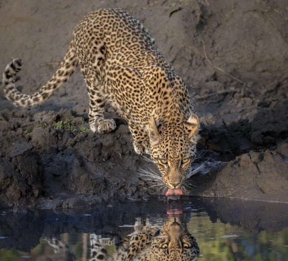 Ntsumi’s cub drinking from a puddle at a drying waterhole, watchful and alert. Ntsumi’s cub drinking from a puddle at a drying waterhole, watchful and alert.