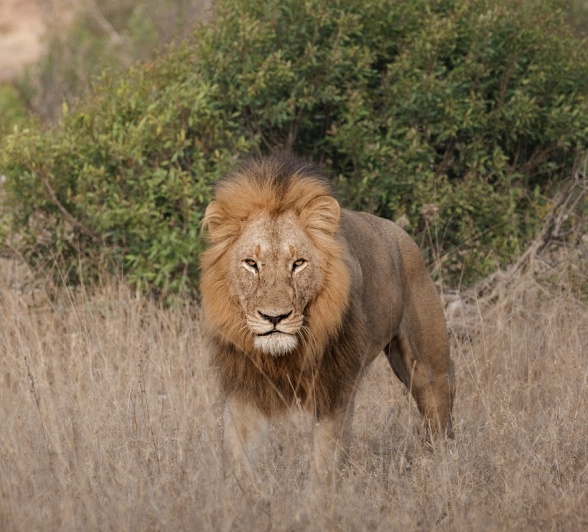 One of the Gijima male lions. One of the Gijima male lions.