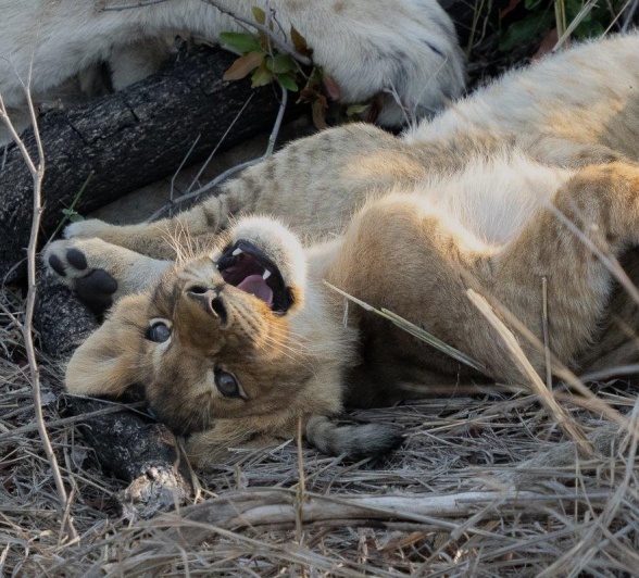 Young cub energetically playing around the waterhole with fellow cubs. Young cub energetically playing around the waterhole with fellow cubs.