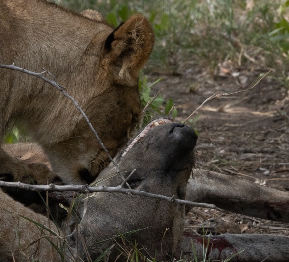 A lion from the Gijima pride and its hyena kill. A lion from the Gijima pride and its hyena kill.