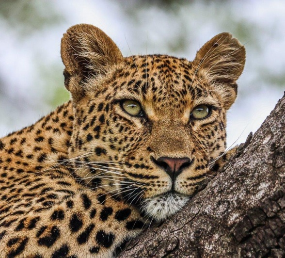 Golonyi leopard resting in a tree Golonyi leopard resting in a tree