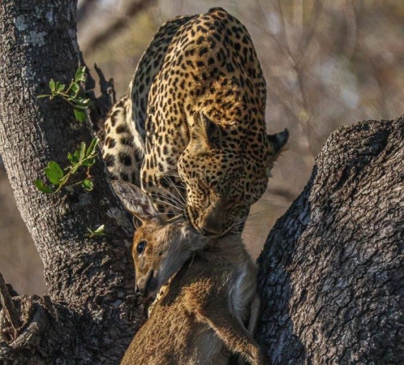 Ntsumi dragging kill up in tree Ntsumi dragging kill up in tree