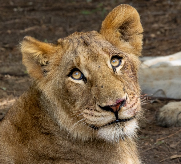 A sub-adult member of the Gijima pride. A sub-adult member of the Gijima pride.