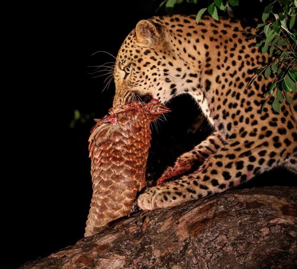 In a tree canopy, Nkuwa the leopard has secured his kill, a ground pangolin. In a tree canopy, Nkuwa the leopard has secured his kill, a ground pangolin.