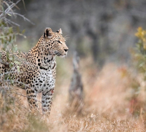 The Ntsumi female leopard in tall grass. The Ntsumi female leopard in tall grass.