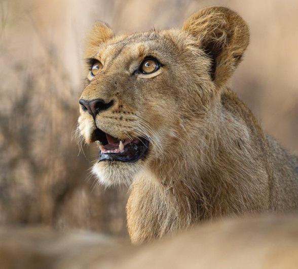 Adolescent lion from the Msuthlu Pride resting and observing surroundings. Adolescent lion from the Msuthlu Pride resting and observing surroundings.