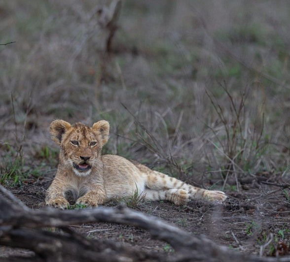 Sabi Sabi Ruan Mey Msuthlu Cub Lying In Opening Sabi Sabi Ruan Mey Msuthlu Cub Lying In Opening