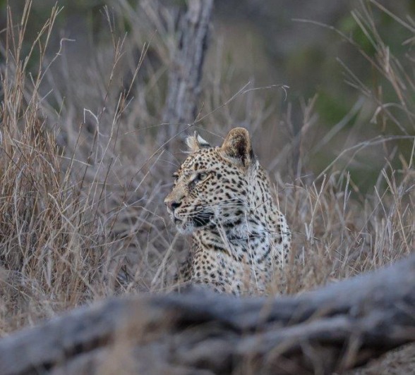 Portrait of Mgiba, one of Ntsumi’s daughters, with her piercing gaze and calm demeanour in the wild. Portrait of Mgiba, one of Ntsumi’s daughters, with her piercing gaze and calm demeanour in the wild.