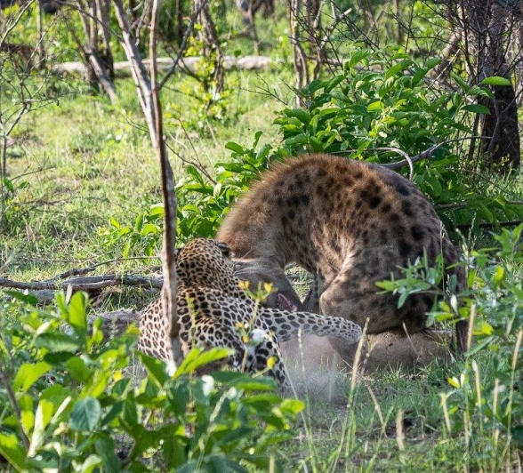 Ntsumi was able to ward off the hyenas and distract them from her cubs. Ntsumi was able to ward off the hyenas and distract them from her cubs.