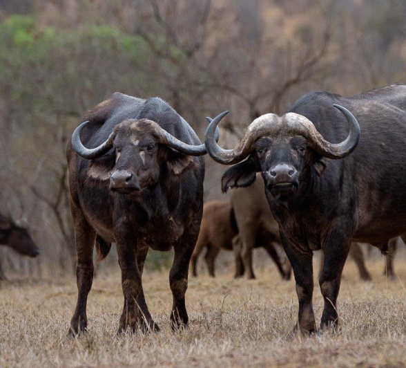 Two buffalo resting near a waterhole, representing herd dynamics. Two buffalo resting near a waterhole, representing herd dynamics.
