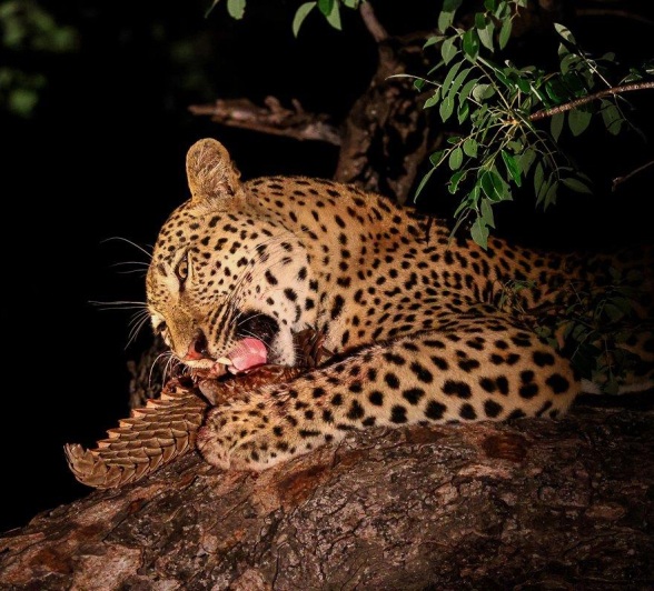 Nkuwa consumes his latest kill, a Temminck's pangolin, nestled in the branches. Nkuwa consumes his latest kill, a Temminck's pangolin, nestled in the branches.