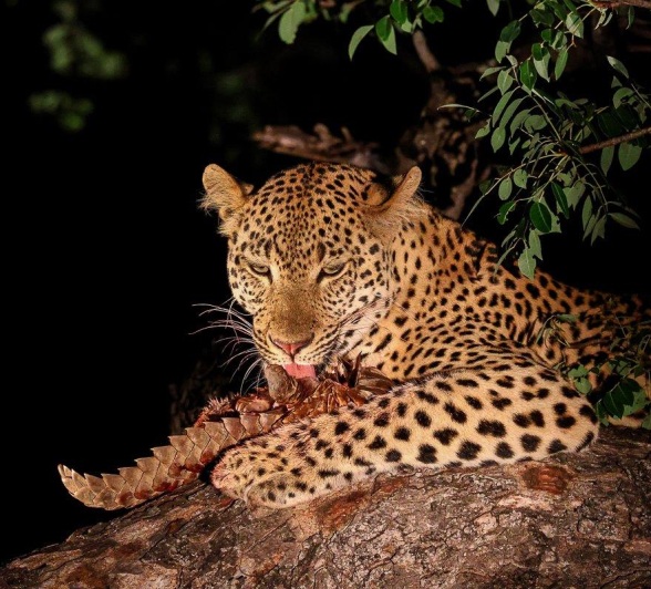 The agile leopard Nkuwa eats his meal, a ground pangolin, high in a tree. The agile leopard Nkuwa eats his meal, a ground pangolin, high in a tree.