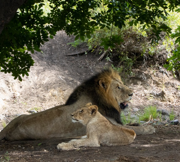 A male lion and his cub from the Gijima pride. A male lion and his cub from the Gijima pride.