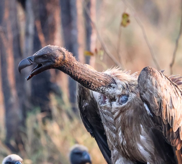 . They are big scavengers of the bush and often even help us locate kills and carcasses as they make their way down to a certain area. . They are big scavengers of the bush and often even help us locate kills and carcasses as they make their way down to a certain area.