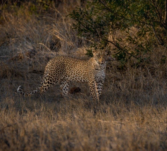 Ntsumi’s cub moving through the veld, blending with the landscape. Ntsumi’s cub moving through the veld, blending with the landscape.