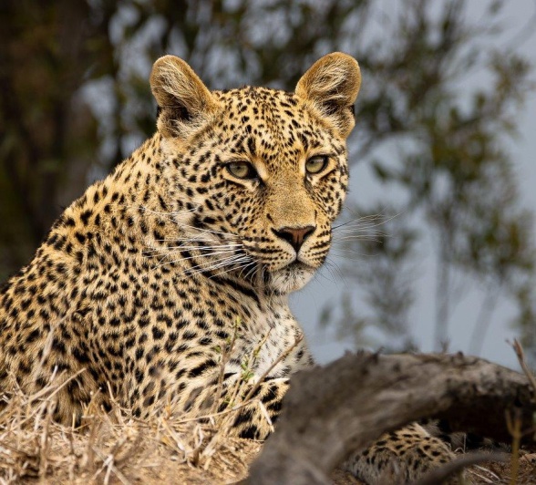 Portrait of a leopard cub in the bush, watching with intense focus. Portrait of a leopard cub in the bush, watching with intense focus.