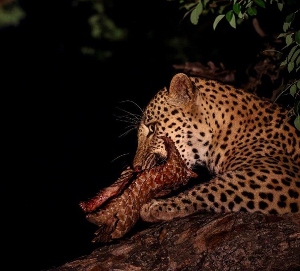Nkuwa, the leopard, consumes his prey, a Temminck's pangolin, from his perch in a tree. Nkuwa, the leopard, consumes his prey, a Temminck's pangolin, from his perch in a tree.