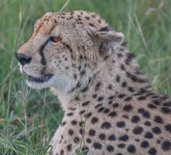 A female cheetah sits in the grass.  A female cheetah sits in the grass.