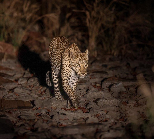Leopard Golonyi on the prowl, venturing through the reserve. Leopard Golonyi on the prowl, venturing through the reserve.