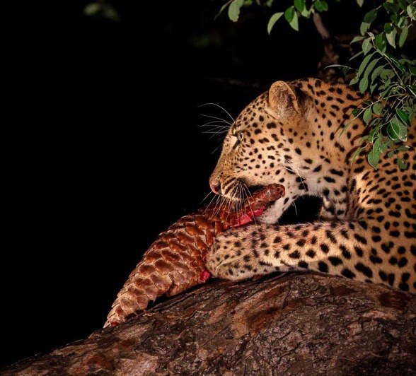 The leopard named Nkuwa sits in the tree with his latest meal, a Temminck's pangolin. The leopard named Nkuwa sits in the tree with his latest meal, a Temminck's pangolin.