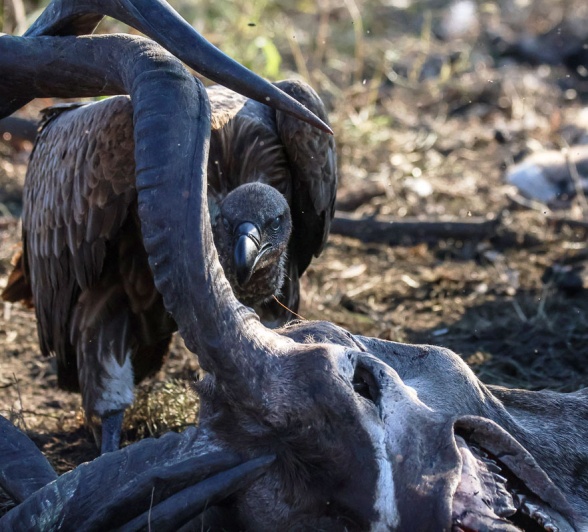 These animals play a vital role in our ecosystem by cleaning up all dead animal matter and preventing a very bad smell all around the bush. These animals play a vital role in our ecosystem by cleaning up all dead animal matter and preventing a very bad smell all around the bush.