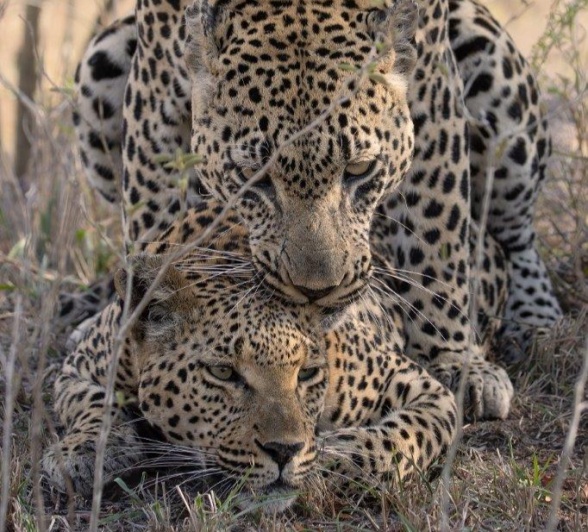 Detailed sequence of Mawelawela and Ntsumi mating, displaying their brief connection. Detailed sequence of Mawelawela and Ntsumi mating, displaying their brief connection.