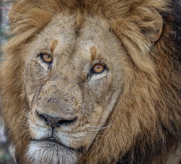 Gijima male lion standing with pride, embodying strength and readiness to protect his pride. Gijima male lion standing with pride, embodying strength and readiness to protect his pride.