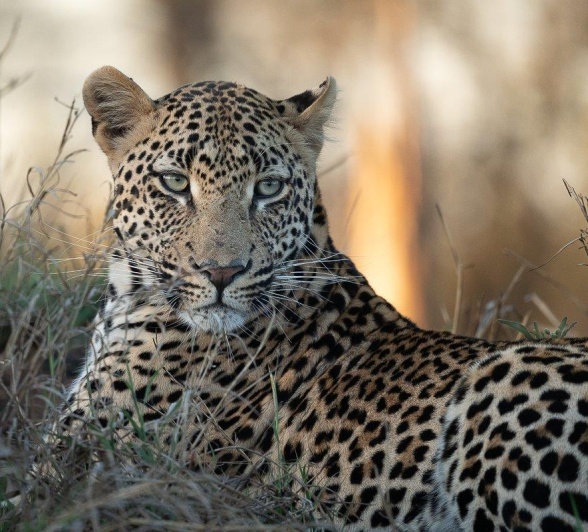 After not seeing the Makumu male leopard for some time, we found him as the sun was busy setting. After not seeing the Makumu male leopard for some time, we found him as the sun was busy setting.
