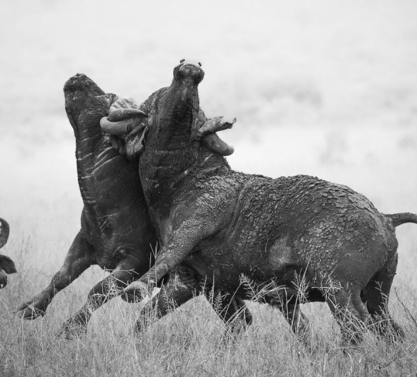 Sabi Sabi Jp Van Rooyen Buffalo Sabi Sabi Jp Van Rooyen Buffalo