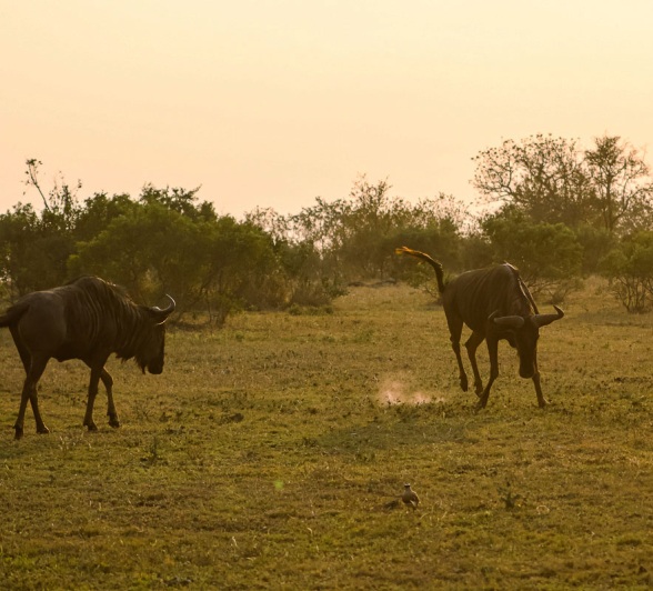A blue wildebeest, a member of the infamous 'Ugly Five'. A blue wildebeest, a member of the infamous 'Ugly Five'.