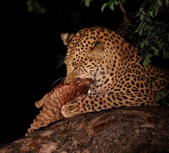 High above the ground, Nkuwa feasts on his kill, a ground pangolin. High above the ground, Nkuwa feasts on his kill, a ground pangolin.