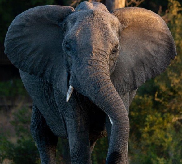 An elephant walking through the bush. An elephant walking through the bush.