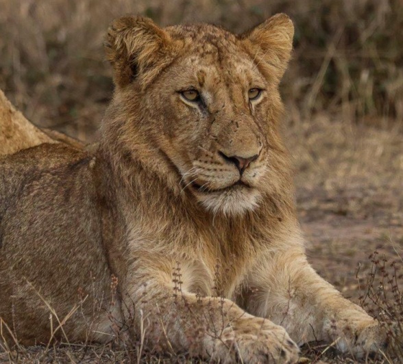 Members of the Khambula Pride gathered together. Members of the Khambula Pride gathered together.