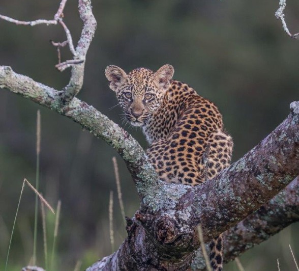 Sabi Sabi Ruan Mey Golonyi Cub Looks Back In Tree Sabi Sabi Ruan Mey Golonyi Cub Looks Back In Tree