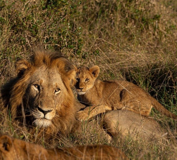 A little cub rests on the back of a big male lion, Gijima. A little cub rests on the back of a big male lion, Gijima.