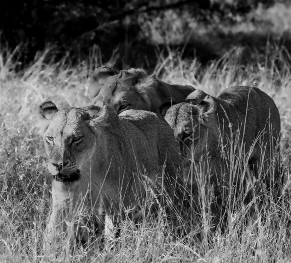 Styx cubs walk through the grass. Styx cubs walk through the grass.