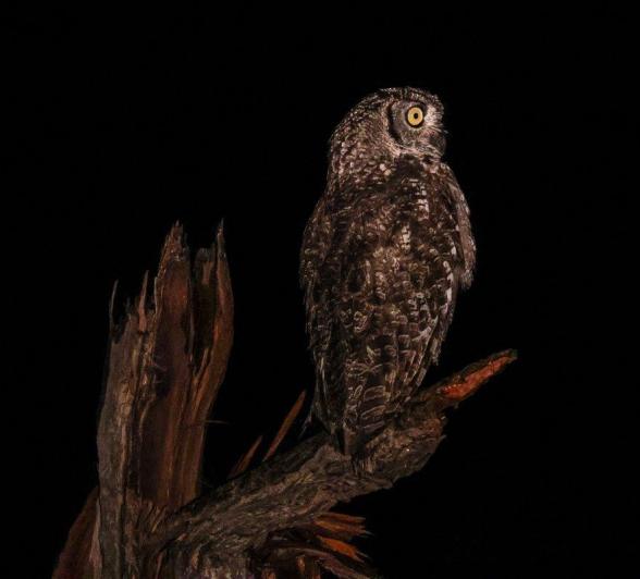 Spotted Eagle Owl Night Drive Ruan Mey Spotted Eagle Owl Night Drive Ruan Mey