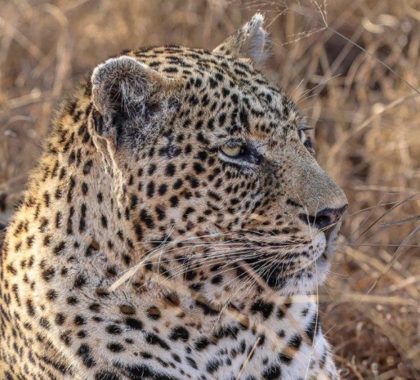 N'weti the leopard resting in the grass. N'weti the leopard resting in the grass.