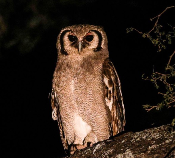 Verreaux Eagle Owl Sabi Sabi Ruan Mey Verreaux Eagle Owl Sabi Sabi Ruan Mey