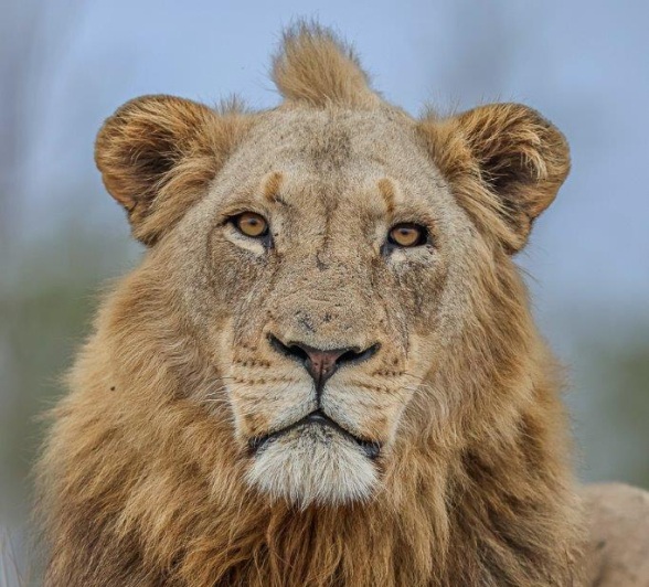Close-up of a male lion’s face, capturing the intensity of his gaze and details of his mane. Close-up of a male lion’s face, capturing the intensity of his gaze and details of his mane.