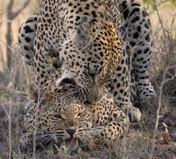 Ntsumi and Mawelawela leopards in the mating sequence, captured in the grassy surroundings. Ntsumi and Mawelawela leopards in the mating sequence, captured in the grassy surroundings.