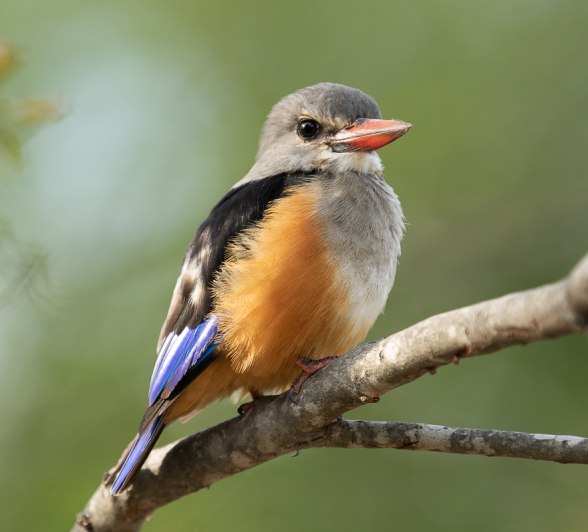B02Tyron Van Der Walt Grey Headed Kingfisher 230320 B02Tyron Van Der Walt Grey Headed Kingfisher 230320