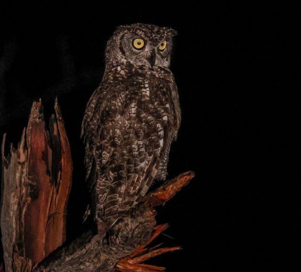 Spotted Eagle Owl At Night Ruan Mey Spotted Eagle Owl At Night Ruan Mey